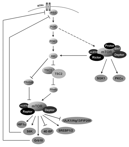 Figure 1. The mTOR pathway. In mammalian cells the mTOR protein is part of two enzyme complexes, mTORC1 (containing raptor) and mTORC2 (containing rictor), with different substrates. For details see the text.