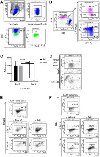 Figure 1 Characterization of CAR T cells following ex vivo expansion. (A) Live lymphocytes were gated based on SSC/FSC fluorescence (left top panel). CAR expression (P3 gate, left bottom panel) was analyzed in the CD3+ P2 gate (right top panel). CAR expression in untransduced T cells is shown in right bottom panel in P3 gate. (B) CAR T cells were composed of CD4+ and CD8+ cells. Both CD4+ and CD8+ CAR T cells were represented by CD62L+ CD45RO+ Tcm, CD62L– CD45RO+ Tem and CD62L+ CD45RO– naïve T (Tn) cells. (C) Reduced numbers of CD19+ Raji and Nalm-6 cells were observed in 24-hour co-cultures with CAR T cells (E:T = 1:1, ****P < 0.0001). (D) Co-culture with Nalm-6 cells at 1:10 E:T ratio increased the proportion of 7AAD+ apoptotic target cells identified in CD10+ gates. (E) CAR T cells co-cultured with Nalm-6 and Raji cells exhibited increased degranulation, measured using anti-CD107a in CD3+ gates. (F) IFNγ expression in CAR T cells co-cultured with target cells. IFNγ expression was analyzed in the CD3+ gate. Flow cytometry analysis of one representative experiment is shown in (D–F).