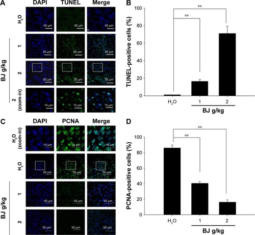 Figure 8 Tumor growth suppression by apoptosis. (A) Dose-dependent increase of TUNEL staining. The tumors removed from the mice fed with water, 1 and 2 g BJ/kg were frozen, resected, fixed, and subjected to TUNEL experiment for confocal microscopy analysis. The apoptotic bodies (green) were counterstained with DAPI (blue) and visualized (scale bar =50 μm). The image of rectangular inset of tumor sections in mice treated with 2 g BJ/kg was zoomed-in to the bottom of the panel (scale bar =15 μm). (B) BJ increased TUNEL-positive nuclei intensities. The number of fluorescent TUNEL-positive cells counted in each field was 100, as marked by DAPI staining. The numbers of TUNEL-positive cells at various BJ concentrations were the average of at least three different fields. The data were expressed as the mean of three individual experiments (**P<0.01). (C) Dose-dependent decrease of stained nucleus PCNA. Tumor sections were incubated with rabbit antibody against PCNA followed by FITC-conjugated secondary antibody. The slides with PCNA fluorescence (green) were counterstained with DAPI (blue) before being analyzed by confocal microscopy (scale bar =50 μm). The images of rectangular inset of tumor sections in mice treated with water were zoomed-in to the top of the panel (scale bar =15 μm). (D) BJ decreased mitotic index PCNA signals in nucleus. The number of fluorescent nucleus PCNA-positive cells counted in each field was 100, as marked by DAPI staining. The numbers at various BJ concentrations were the average of at least three different fields. The data were expressed as the mean of three individual experiments (**P<0.01).