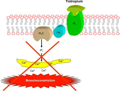 Figure 1 Tiotropium: mechanism of bronchodilating action.