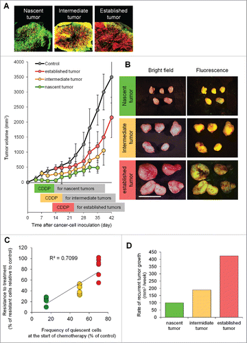 Figure 2. Efficacy of chemotherapy is inversely dependent on the percentage of quiescent/dormant cancer cells. (A) Representative image of cross section of nascent tumor (3 d after cancer cell inoculation), intermediate tumor (7 d after cancer cell inoculation), and established tumor (14 d after cancer cell inoculation). Experimental setup; FUCCI-expressing MKN45 cells (5×106 cells/mouse) were injected subcutaneously into the left flanks of mice. Mice were intraperitoneally injected with cisplatinum (CDDP) (4 mg/kg) 3 d after inoculation, 7 d after inoculation, or 14 d after inoculation for 3 cycles every 3 d. (B) Representative images of CDDP-treated FUCCI-expressing MKN45 subcutaneous tumors. Nascent tumor (treatment started 3 d after inoculation) (upper). Intermediate tumor (treatment started 7 d after inoculation) (middle). Established tumor (treatment started 14 d after inoculation) (lower). (C) The relationship between antitumor efficacy of CDDP and the percentage of quiescent cancer cells. (D) Bar graphs show the relationship between rate of recurrent tumor growth and the cell-cycle status of tumors. The cells in G0/ G1, S, or G2/M phases appear red, yellow, or green, respectively. Data are shown as means ± SD (n = 5). Scale bars, 500 μm.