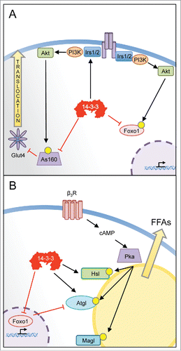 Figure 2. Potential actions of 14-3-3ζ in the mature adipocyte. (A) 14-3-3ζ is known to interact with various insulin signaling effectors that facilitate glucose uptake. Biochemical studies have shown that 14-3-3ζ and other isoforms can regulate the stability of insulin receptor substrate molecules (IRS)-1 or -2, which are key proximal effectors. Following their phosphorylation by Akt, 14-3-3 proteins have been shown to control the transcriptional activities of Foxo1, by promoting its retention in the cytosol. 14-3-3 proteins have also been shown to control the inhibitory actions of the Rab-GAP As160/TBD1C4, which regulates the translocation of Glut4-containing vesicles to the plasma membrane for glucose uptake. (B) By recognizing phosphorylated forms hormone sensitive lipase (Hsl) or adipose triglyceride lipase (Atgl), 14-3-3ζ may directly regulate lipolysis of stored triglycerides. The expression of Atgl is regulated in part by Foxo1, whose transcriptional activity is controlled by 14-3-3ζ. Thus, 14-3-3ζ may regulate lipolysis through direct actions on key lipolytic enzymes and by influencing their protein abundance. Further studies are required to directly assess whether 14-3-3ζ has such roles in a mature adipocyte.