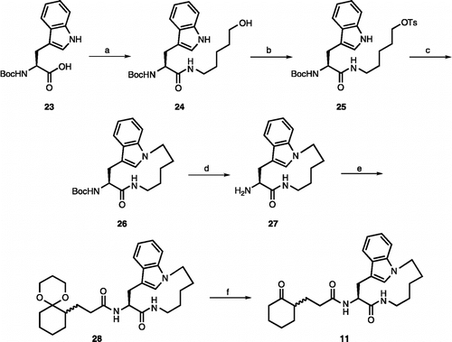 Scheme 3.  (a) 5-amino-1-hexanol, HBTU, DIEA, rt, 2 h (95%); (b) TsCl, pyridine, rt, 2 h (97%); (c) NaH, rt, 2 d (30%); (d) TFA/CH2Cl2 (1:2), rt, 30 min; (e) 22, HBTU, DIEA, rt, 2 h (70% for two steps); (f) TFA/H2O (1:2), rt, 12 h (55%).