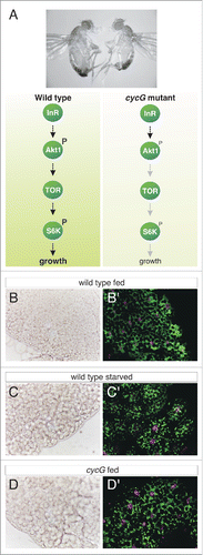 Figure 1. Cyclin G mutants affect InR/TOR signaling. (A) The upper panel shows the size reduction of cycGHR7 mutants (right) compared to wild type (left). Underneath, a scheme of the InR/TOR signaling cascade is shown. (B-D) Small lipid droplets are seen in the fat body of a well-fed wild type larva (B). Droplet size increases in the case of amino acid deprivation (C). Similar sized droplets are seen in a cycGHR7 mutant larva under fed conditions (D). (B'-D') Double staining of lysosomes (green) and nuclei (magenta) in larval fat body is shown. In well-fed wild type larvae no signs of autophagy are seen (B'), whereas starved larvae reveal a conspicuous enrichment of a punctate lysosomal staining (C'), which is likewise detected in well-fed cycGHR7 mutant larvae (D').