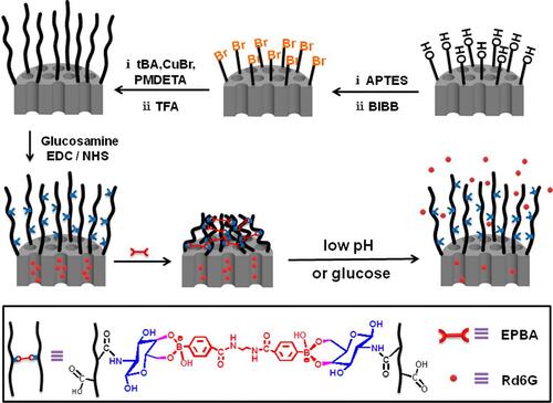 Figure 5 Cumulative release of Rd6G from MSN-PAA-AGA in PBS (pH=7.4) with different concentrations of glucose; the combination of two stimuli exhibited an obvious enhanced release capacity.