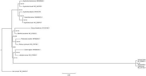 Figure 1. Phylogenetic tree based on 20 complete chloroplast genome sequences in Euphorbiaceae.