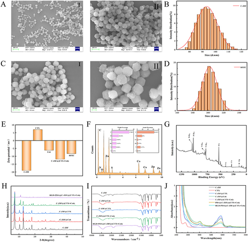 Figure 1 Characterization of RZCP:(A) SEM image of C-ZIF(I, II). (B) Size distributions of C-ZIF. (C) SEM image of RZCP (I, II). (D) Size distributions of RZCP. (E) Zeta-potentials at different synthetic steps. (F) Energy dispersive spectroscopy (EDS) of RZCP. (G) XPS spectrum of RZCP. (H) XRD of the different modified C-ZIF. (I) FT-IR spectra of the different modified C-ZIF. (J)UV−vis spectra of RZCP at different synthetic steps. (B, D, E and J created using Origin 2021 software).