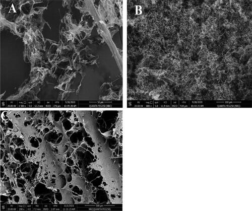 Figure 2. SEM images of AmC (A), NFC (B) and cross-linked cellulose NFC/AmC (C).