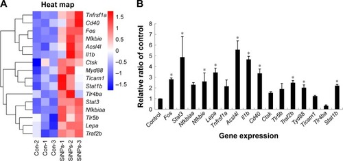 Figure 6 Effect of SiNPs on lipid-metabolism pathways in zebrafish.Notes: (A) Heat map of significant pathways. (B) Results of quantitative reverse-transcription PCR assay applied to verify upregulation of genes involved in Toll-like receptor-and adipocytokine-signaling pathways. Data expressed as mean ± SD (n=50). *P<0.05 compared with control.Abbreviations: SiNPs, silica nanoparticles; Con, control.