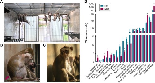 Figure 1 Behavioral observation of the cynomolgus monkeys. (A) Cynomolgus monkeys in a realistic social context. (B) Slumped or collapsed posture of a NOD macaque (red arrow). (C) A CON macaque. (D) The significant differential behavioral results between NOD macaques (n=10) and CON macaques (n=12).
