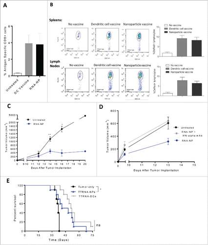 Figure 6. Efficacy of RNA-NPs targeting physiologically relevant antigens. (A) C57Bl/6 mice were vaccinated with a single OVA RNA-NP or DC vaccine pulsed with OVA mRNA following OT-I administration before splenocytes were harvested 1 week later for assessment of %antigen-specific CD8+ cells. (B) DS red+ tumor-specific T cells were expanded in vitro from primed spleens of mice immunized against TTRNA extracted from KR158B-luc. These T cells were adoptively transferred after 5–7 d of in vitro activation into KR158B-luc intracranial tumor-bearing C57Bl/6 mice followed by TTRNA-NPs or TTRNA-pulsed DCs. (C) C57Bl/6 mice were implanted with B16F0 melanomas (250,000 cells/mouse) in the flank and vaccinated 1 d later with weekly TTRNA-NPs × 3 (*p < 0.05; **p < 0.01, Mann–Whitney test). (D) C57Bl/6 mice were implanted with B16F0 melanomas (250,000 cells/mouse) in the flank and vaccinated 1 d later with weekly TTRNA-NPs that were pre-treated with an IFN-α-blocking antibody. (E) C57Bl/6 mice were stereotactically implanted with KR158B-luc astrocytoma cells and received a single dose of 9Gy TBI (on Day 4) followed by an i.v. injection of 5 × 104 lineage negative bone marrow-derived stem cells (within 6 h of TBI) and i.v. injection of 107 tumor-specific T lymphocytes (1 d post-TBI).Citation17 This was immediately followed by vaccination of 2.5 × 105 total tumor RNA-pulsed DCs or TTRNA-NPs. The second and third RNA-NP/DC vaccines were administered at weekly intervals (*p < 0.05, Gehan–Breslow–Wilcoxon test).