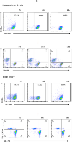 Figure 3. Proportion of T cell subtypes before and after lentivirus infection. (a) Flow cytometric analysis of c-Met CAR, CD19 CAR and CD4, CD8 subtypes of activated T cells; CD4+ and CD8+ proportion in c-Met CAR-T, CD19 CAR-T and Untransduced T cells are shown. From day 7 to day 12. The cells were stained with PE conjugated anti-CD4 mAb and PC-5.5 conjugated anti-CD8 mAb, followed by fixed with paraformaldehyde, and analyzed flow cytometry.The numbers indicated in each panel indicate the proportion of cells in the designated area. (b) Statistical analysis of c-Met CAR-T, CD19 CAR-T and CD4+, CD8+ subtypes of c-Met CAR-T, CD19 CAR-T and activated T cells. Summary of the results from the 3 individual experiments described the mean ± SEM, Two sample paired Student’s t-tests were used to determine statistical significance.(*p < 0.01 vs Untransduced T cells).