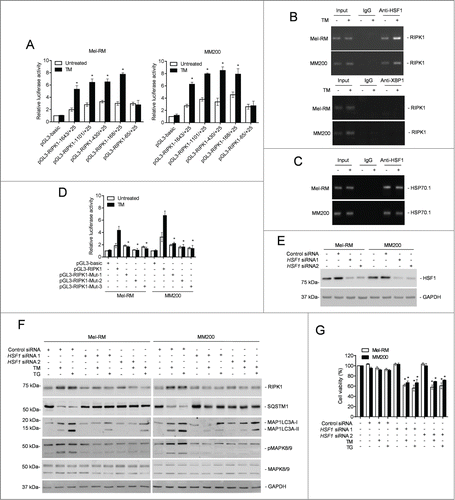 Figure 8. Heat shock factor protein 1 (HSF1) is responsible for transcriptional upregulation of RIPK1 in melanoma cells upon ER stress. (A) Mel-RM (left panel) and MM200 (right panel) cells transfected with the indicated pGL3-basic based reporter constructs were treated with tunicamycin (TM) (3 μM) for 16 h followed by measurement of the luciferase activity (n = 3, mean ±SEM, *P < 0.05, Student t test). (B) Formaldehyde-cross-linked chromatin of Mel-RM and MM200 with or without treatment with TM (3 μM) for 16 h was subjected to immunoprecipitation with antibody against HSF1 (top panel) or XBP1 (bottom panel). The precipitates were subjected to PCR amplification using primers for the −168 to +25 region of the RIPK1 promoter. The data shown are representative of 3 individual experiments. (C) Formaldehyde-cross-linked chromatin of Mel-RM and MM200 with or without treatment with TM (3 μM) for 16 h was subjected to immunoprecipitation with antibody against HSF1. The precipitates were subjected to PCR amplification using primers for the HSP70-1 promoter. The data shown are representative of 3 individual experiments. (D) Mel-RM and MM200 cells transfected with indicated pGL3-basic based reporter constructs were treated with TM (3 μM) for 16 h followed by measurement of the luciferase activity (n = 3, mean ±SEM, *P < 0.05, Student t test). (E) Whole cell lysates of Mel-RM and MM200 cells transfected with the control or HSF1 siRNA were subjected to western blot analysis of HSF1 and GAPDH (as a loading control). The data shown are representative of 3 individual experiments. (F) Mel-RM and MM200 cells transfected with the control or HSF1 siRNA were treated with TM (3 μM) or thapsigargin (TG) (1 μM) for 16 h. Whole cell lysates were subjected to western blot analysis of RIPK1, SQSTM1, MAP1LC3A, pMAPK8/9, MAPK8/9, and GAPDH (as a loading control). The data shown are representative of 3 individual experiments. (G) Mel-RM and MM200 cells transfected with the control or HSF1 siRNA were treated with TM (3 μM) or TG (1 μM) for 48 h. Cell viability was measured by CellTiter-Glo (n = 3, mean ±SEM, *P < 0.05, Student t test).