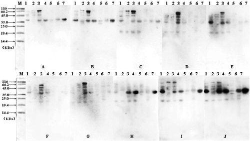 FIGURE 2 Western blotting detection of the crustacean protein extracts from seven different varieties. Samples were separated by SDS-PAGE followed by immunological detection using serum of 10 crustacean allergic patients (A,B,C, … J). M, molecular weight proteins; (1) White-leg shrimp (Penaeus vannamei); (2) Female Chinese shrimp (Penaeus chinensis); (3) Male Chinese shrimp (Penaeus chinensis); (4) Southern rough shrimp (Trachypenaeus curvirostris); (5) Acetes chinensis; (6) Mantis shrimp (Squilla oratoria); (7) Crawfish (Procambarus clarkii).