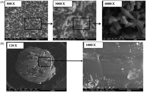 Figure 1. SEM images showing (A) the prepared superamphiphobic substrate with micro-length hierarchical structure at different magnification powers (800, 3000, and 6000 x, respectively) and (B) the optimized VP-loaded PCL based bead system (“OS”) with different magnification powers (120× and 1000×).