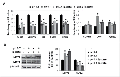 Figure 5. Metabolic profile of acidic cells treated with sodium lactate: A) Quantitative real-time PCR of glucose transporters GLUT1 and GLUT3, glycolytic enzymes HK2, PKM2, LDHA and oxphos genes (COX5B, CytC, PGC1α) expression in melanoma cells grown in acidic (pH 6.7) or non-acidic medium (pH 7.4) in the presence or absence of 10 mM sodium lactate. B) Western blot analysis of MCT-1 and MCT-4 expression in melanoma cells grown for 24 hours in acidic medium in the presence or absence of sodium lactate. Each band of western blot was quantified by densitometric analysis and the corresponding histogram was constructed as relative to β-tubulin. Representative Western blot panels on the left. Data are expressed as mean ± SEM of 3 independent experiments. * p< 0.05.