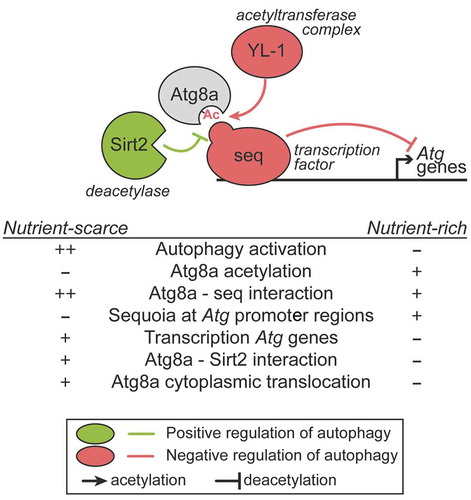 Figure 1. Role of Atg8a and seq in the negative regulation of autophagy. In nutrient-rich conditions, the transcription factor seq interacts with Atg8a in a LIR motif-dependent manner, and localizes at the promoter regions of autophagy-related (Atg) genes to repress their expression. In such conditions, Atg8a acetylation is maintained by its interaction with an acetyltransferase complex via YL-1. When nutrients are scarce, Atg8a is deacetylated by Sirt2, resulting in a stronger binding to seq, which can be lifted from the autophagy gene promoters, leading to their transcriptional activation.