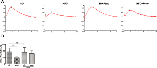 Figure 5 Fenofibrate ameliorated HFD-induced RPE dysfunction. Mice were fed with HFD for 5 mouths and supplemented with 0.1% fenofibrate (Feno) in their diet in the last month. (A) Representative electroretinogram (ERG) c-wave for four groups in response to a light stimulation intensity of 150.0 cd.s/m2 under scotopic conditions. (B) Statistical analysis of amplitude changes of ERG c-wave under stimulus intensities of 150.0 cd.s/m2 under scotopic conditions. n=13 (SD), 12 (HFD), 14 (SD_ Fe), 11 (HFD_ Fe). One-way analysis of variance (ANOVA) followed by a post-hoc analysis Tukey’s test was applied to evaluate significant difference between groups. Bar graphs represent mean values ± SD. ns: not significant, *P < 0.05, ***P < 0.001.