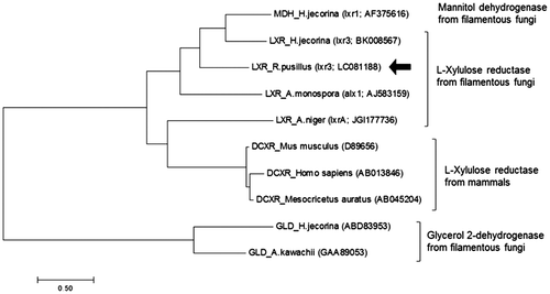 Fig. 3. Phylogenetic tree of l-xylulose reductase from R. pusillus NBRC 4578 and its homologous proteins. The phylogenetic tree was constructed using ClustalW and MEGA7. The arrow showed RpLXR sequence determined in this study.