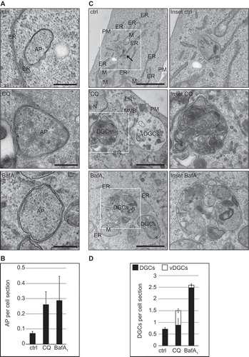 Figure 2. Quantitative EM analysis highlights the morphological differences in the DGCs induced by CQ and BafA1. U2OS cells were treated with the vector (water; ctrl), 100 µM CQ or 100 nM BafA1 for 5 h, before processing for EM as described in Materials and Methods. (A) Representative images of the observed autophagosomes (AP). Scale bars: 250 nm. (B) Quantification of the number of AP per cell section. (C) Representative image of DGCs detected in the preparations. Enlargements of the insets highlighted with a white square in the image on left row, are shown in the right row. Arrow highlights DGCs. Scale bar: 1 µm. (D) Statistical evaluation of the number of DGCs per cell section, which were subdivided in regular (DGCs, i.e. lysosomes, amphisomes and autolysosomes) and large vacuolar DGCs (vDGCs). EM preparations were quantified as described in Materials and Methods. M, mitochondria; ER, endoplasmic reticulum; N, nucleus; PM, plasma membrane; DGCs, regular degradative compartments; vDGCs, vacuolar degradative compartments.