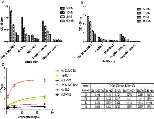 Figure 4. Evaluation of antigen-binding activities of purified MBP-Nbs, His-SUMO-Nbs and His-Nbs using indirect ELISA: Nb1 fusions (A) and Nb2 fusions (B); regression analysis (C) of the antigen-binding activities of purified MBP-Nbs, His-SUMO-Nbs and His-Nbs.