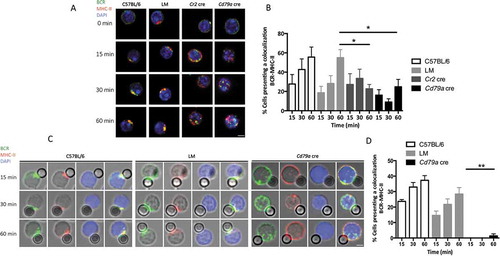 Figure 5. ATG5 is necessary for MHC class II molecule polarization during an interaction with particulate antigens. (a) Representative images for the analysis of BCR-MHC-II colocalization after various time of BCR engagement by soluble anti-IgM antibodies (T = 0; 15; 30; 60 min) in control (C57BL/6 and LM) or ATG5-deficient (Cr2 cre or Cd79a cre) B cells. Images were taken with x63 objective on a confocal setup. (b) Quantification of BCR and MHC-II colocalization in control or ATG5-deficient B cells, at the indicated time points after BCR engagement by a soluble anti-IgM antibody (T = 15; 30; 60 min). Colocalization was determined by considering the percentage of cells presenting a Pearson correlation coefficient between 0.5 and 1. Bars represent mean values ±SEM; *P < 0.05 Mann-Whitney U test. N = 5. (c) Representative images obtained for the analysis of BCR-MHC-II colocalization after BCR engagement by beads conjugated to anti-IgM antibodies, at various times points, (T = 15; 30; 60 min) in control (C57BL/6 and LM) or ATG5-deficient (Cd79a cre) B cells. Images were taken with x63 objective on a confocal setup. N = 4 (d) Quantification of BCR and MHC-II colocalization in control or ATG5-deficient B cells at the indicated time points after BCR engagement with anti-IgM beads (T = 15; 30; 60 min). Colocalization was determined by considering the percentage of cells presenting a Pearson correlation coefficient between 0.5 and 1. Bars represent mean values ± SEM; **P < 0.01 Mann-Whitney U test. N = 4, no statistical difference between control mice (C57BL/6 and LM) were revealed. Scale bar: 2 µm.