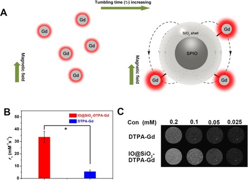 Figure 3 T1 relaxation analysis of IO@SiO2-DTPA-Gd NPs. (A) Schematic cartoons illustrate the increased molecular tumbling time result in the improve of IO@SiO2-DTPA-Gd T1 relaxation compared to DTPA-Gd. (B) T1 relaxation analyses of IO@SiO2-DTPA-Gd and DTPA-Gd, p < 0.05 (*). (C) T1-weighted images of DTPA-Gd and IO@SiO2-DTPA-Gd at different concentration.Abbreviations: Gd, gadolinium; IO, iron oxide; NPs, nanoparticles.