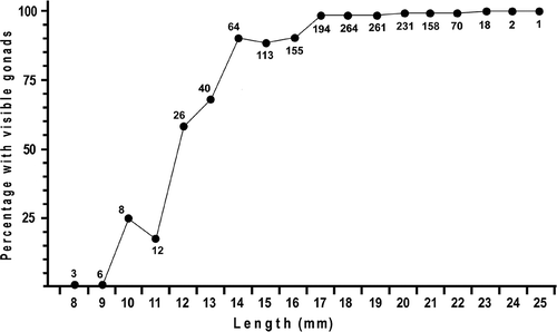 Figure 3. Minimum size at sexual maturity of A. lucayanum shown by plotting percentage of animals with visible gonads in each 1 mm length class. The total number of specimens in each length class is indicated.