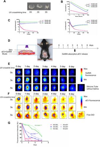 Figure 5 sEV could be controlled released from sEV-GelMA complex after preservation in vivo. (A) General view of different UV-crosslinking time for preserved GelMA-sEV complex (B) Viscosity of different UV-crosslinking time GelMA-sEV complex dressing with the shear rate from 0.1 to 10 1/s. (C) Rheological behavior of different UV-crosslinking time GelMA-sEV complex was evaluated via rheometer. The significance was tested with repeated measurement data analysis of variance (MANOVA). (D) General view and schematic view of the experimental operation in vivo. (E) Ex vivo visualization of red fluorescent labeled GelMA hydrogels UV-crosslinked by different time period for 6 days. (F) Ex vivo visualization of DiO labeled sEV encapsulated in GelMA hydrogels UV-crosslinked by different time period for 6 days. (G) Quantification analysis of the fluorescence intensity for red fluorescent labeled GelMA hydrogels and DiO labeled sEV with different crosslinking time. The correlation coefficient R and significance of Figure 5G was calculated by linear correlation analysis. (***p < 0.001).