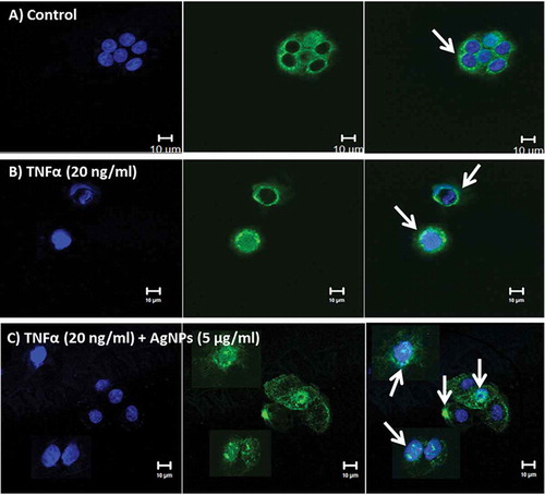 Figure 5. Localization of TNFR1 in NCI-H292 cells using a confocal microscope. Blue shows the nucleus, green shows the receptor (TNFR1), and blue and green together are the merged form. White arrows show TNFR1. (A) The control NCI-H292 cells, without exposure to AgNPs or TNFα, showing that TNFR1 is homogenously distributed on the cell membrane. (B) The NCI-H292 cells exposed to TNFα (20 ng/mL) for 24 h, showing that TNFR1 is slightly aggregated and scattered over the entire cell membrane. (C) The NCI-H292 cells exposed to both TNFα (20 ng/mL) and AgNPs (5 µg/mL) for 24 h, showing that TNFR1 localizes inside the cells, with very few receptors scattered on the cell membrane. Scale bar is 10 µm for all panels.