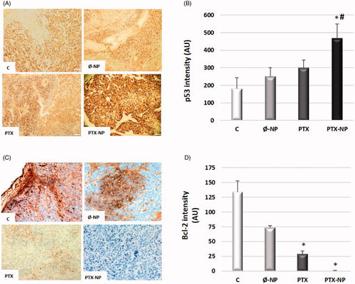 Figure 5. Effects of PTX-loaded nanoparticles on the expression of apoptotic markers. Representative images of tissue slices stained for p53 (A) and Bcl-2 (C) expressions in treated animal with: C (control); Ø-NP (unloaded NPs, 1 mg/ml; PTX (Paclitaxel, 5 mg/kg); and PTX-NP (Paclitaxel loaded NPs, 5 mg/kg) for 21 days. Quantification of p53 (B) and Bcl-2 (D) positive cells according to image analysis by the ImageJ software. Data represent the mean ± SD of arbitrary units (AU). *p < .05 versus C and Ø-NP groups; #p < .05 versus group PTX. (n = 20).