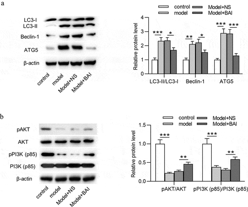 Figure 6. Baicalin inhibits autophagy and activates PI3K/AKT signaling in glaucoma mice. (a) The expression of autophagy-related proteins (LC3-I, LC3-II, Beclin-1 and ATG5) and (b) PI3K/AKT signaling-associated proteins (pAKT, AKT, pPI3K and PI3K) in retinal tissues of four groups (control, model, Model+NS and Model+BAI) was detected by Western blotting. **p < 0.01, *** p < 0.001