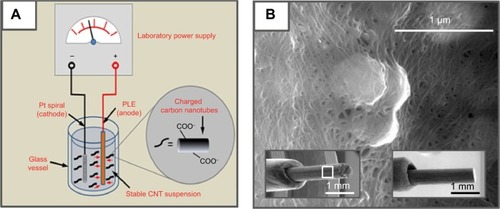 Figure 2 Modification of pencil lead electrodes with carbon nanotubes.Notes: (A) Schematic of the electrophoretic CNT deposition procedure. At a DC voltage of +1 V for 10 minutes, a well-adhering CNT thin layer is deposited on the PLE, which is then tuned for use as the working electrode for electrochemical drug measurements in the robotic electrochemical workstation. (B) High-resolution SEM image of a randomly selected area on the surface of a CNT-modified PLE (16,000×); the bottom left and right insets are low-resolution SEM images of the CNT-modified (60×) and a bare (50×) PLE, respectively. The area of the zoom shown as part (B) was located within the white box in the left insert.Abbreviations: PLE, pencil lead electrode; SEM, scanning electron microscopy; CNT, carbon nanotube.