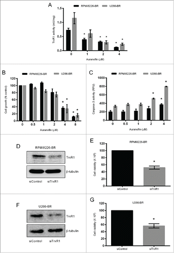 Figure 5. TrxR1 inhibition induces apoptosis in bortezomib-resistant myeloma cells. (A, B, C) RPMI8226-BR and U266-BR cells were treated with indicated concentrations of auranofin for 24 hours. The TrxR1 activity (A), cell proliferation (B), and apoptosis were assessed (C). Values indicate mean ± SEM of 3 independent experiments performed in triplicate. For caspase-3 activity assay (n = 3). One-way ANOVA followed by Tukey's post-test was employed. *, P < 0.0001 (compared to the 0 μM auranofin treatment). (D-G) RPMI8226-BR and U266-BR cells were transfected with 100 nmol/L of either control or TrxR1 specific siRNA. TrxR1 protein levels (48 hours) were analyzed by western blot (D, F). Cell viability was determined by using Trypan blue exclusion method 48 hours post-transfection (E, G). β-tubulin was used as a loading control. Western blots are the representative of 3 independent experiments. Values indicate mean ± SEM (n = 3). Unpaired student t test was employed. *, P < 0.05 (compared to the siControl).