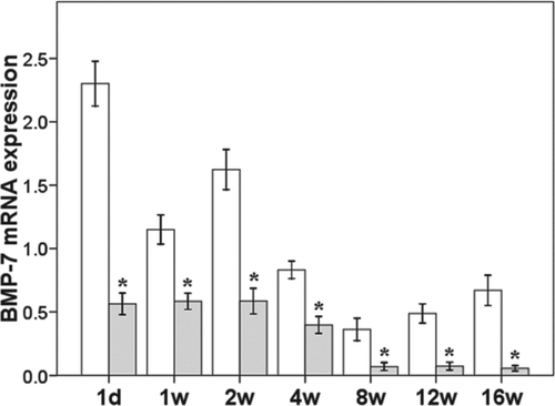 Figure 4.  mRNA expression of BMP-7 in the lung. *p < 0.05 vs control group at same time point.