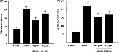 Figure 3. Effect of fucoidan on lactate dehydrogenase (LDH) and creatine phosphokinase (CK) activities in the culture supernatant of cardiomyocytes subjected to hypoxia. All data were shown as mean ± SD of three experiments. N = 6. ##p < 0.01 versus control and ΔΔ, Δp < 0.01 and p < 0.05 versus hypoxia alone.