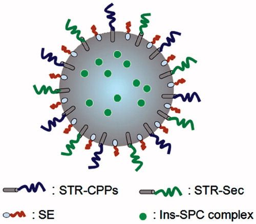 Figure 1. Schematic illustration of STR-CPPs and STR-Sec co-modified nanoparticles loaded with Ins-SPC complex. SE represents the low molecular weight emulsifier.