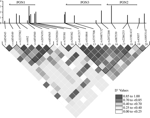 Figure 1.  Linkage disequilibrium plot for SNPs within the PON cluster. Pairwise linkage disequilibrium values (D’) were calculated for SNPs spanning the PON cluster. The color key for D’ values is shown. The –log10(p) values for association with risk are shown above each SNP. The location of the three paraoxonase genes and their genomic position on chromosome 7 is shown above the plot. Diagonal lines indicate the linkage disequilibrium blocks.