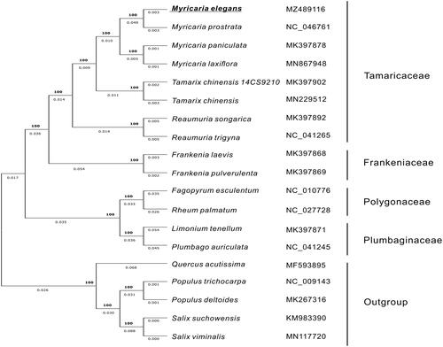 Figure 1. The Maximum-likelihood (ML) phylogenetic tree of Myricaria elegans and 18 relative species was constructed based on complete chloroplast genome sequences. The GenBank accession number for each species is listed after the scientific name. The bootstrap support value is labeled for each node.