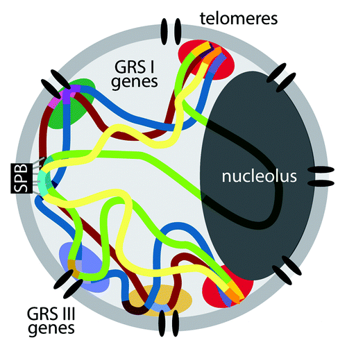 Figure 1. Model for the clustering of co-regulated genes at the nuclear periphery in yeast. Throughout the cell cycle, yeast centromeres remain stably associated with the spindle pole body (SPB), which is embedded in the nuclear envelope. The rDNA locus is positioned within the nucleolus at the opposite pole. Telomeres cluster together at the nuclear periphery and concentrate proteins involved in transcriptional silencing (red clouds). Different sets of genes that are targeted to the nuclear pore complex by different DNA zip codes (GRS I and GRS III) cluster together, potentially resulting in a heterogeneous distribution of factors that promote their expression (green, blue and orange clouds).
