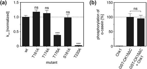 Figure 5. CK1δ kinase activity is affected by modulation of phosphorylation sites targeted by Chk1.(a) Kinetic analysis of full-length GST-CK1δ fusion proteins. Results of in vitro kinetic analysis using full-length wild-type and mutant GST-CK1δ as kinases and increasing concentrations of α-casein as substrate are provided as catalytic efficiency (kcat) of GST-CK1δ mutants normalized toward wild-type GST-CK1δ. Results are shown as mean values of triplicates with standard deviation. Statistical differences of kcat in comparison to wild-type GST-CK1δ were tested by extra sum-of-squares F-test with *** for p < 0.001 and ns indicating no statistical significance. (b) Analysis of CK1δΔC kinase activity after pre-incubation with Chk1. The activity of CK1δΔC was assayed by analyzing the phosphorylation of α-casein. CK1δΔC without pre-incubation with Chk1 served as control. Results are shown as mean values of triplicates with standard deviation and normalized toward phosphorylation of α-casein by CK1δΔC alone. Statistical significance was tested by unpaired student’s t-test with ns indicating no statistical significance.