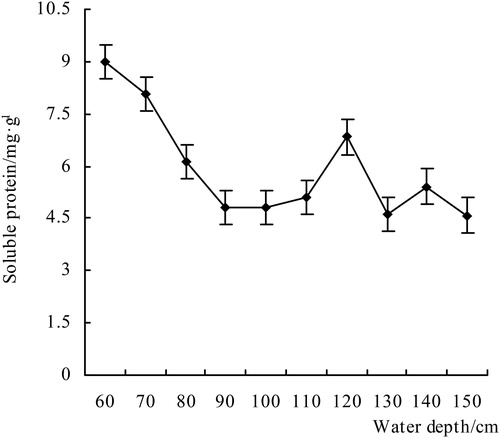 Figure 5. The content of soluble protein of V. natans.