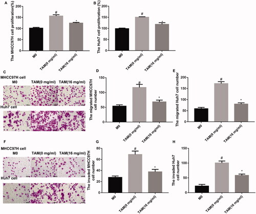 Figure 2. APS-treated TAMs promoted cell proliferation, migration and invasion of MHCC97H and Huh7 cells. TAMs were treated with PBS or 16 mg/mL APS, denoted as [TAM (0 mg/mL)] or [TAM (16 mg/mL)]. MHCC97H and Huh7 cells were co-cultured with THP-1 macrophages (M0), [TAM (0 mg/mL)] or [TAM (16 mg/mL)]. (A–B) CCK-8 assay was performed to examine cell proliferation of MHCC97H and Huh7 cells. (C–E) Cell migration of MHCC97H and Huh7 cells was assessed by Transwell migration assay. (F–H) Cell invasion of MHCC97H and Huh7 cells was detected by Transwell invasion assay. #p < 0.05 vs. M0; *p < 0.05 vs. TAM (0 mg/mL).