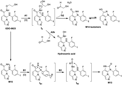Figure 16. Proposed reaction mechanisms for the formation of M14 and M13 from GDC-0623.