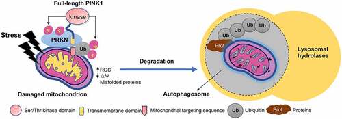 Figure 1. In vitro studies of PINK1-PRKN-mediated mitophagy. In cultured cells stressed by mitochondrial toxin CCCP, full-length PINK1 is targeted to damaged mitochondria. PINK1 then phosphorylates PRKN and ubiquitin to form a complex that add polyubiquitination chains to mitochondrial proteins, followed by degradation by lysosomes. The ubiquitinated proteins could also undergo degradation by the proteasome.