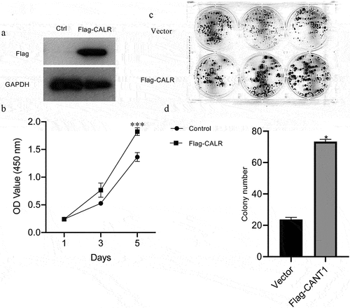 Figure 5. Overexpression of CALR promotes the proliferation and colony formation under in vitro. a. Western blot demonstrating CALR expression in A549 cells. GAPDH serves as a loading control. b. CCK8 of A549 cells after infection with CALR-overexpressing vectors and its empty control vectors. c and d. Colony formatting assay for the A549 cells after infection with CALR-overexpressing vectors and its empty control vectors.