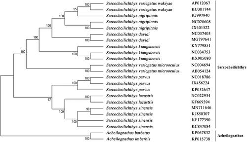Figure 1. The phylogenetic analysis of Sarcocheilichthys sinensis and other Cyprinidae fishes based on the mitogenome sequences.