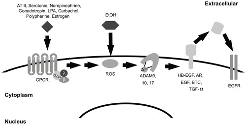 Figure 1 Alcohol may mimic G-protein coupled receptor transactivation of EGFR. Signaling by Gq/i-coupled receptors contributes to the production of reactive oxygen species (ROS). These ROS oxidize a cysteine residue in the catalytic cleft of the ADAM, thereby disrupting the interaction between the zinc ion and the ADAM protein. Disruption of this interaction causes the ADAM protein to adopt an active conformation. Active ADAM proteins can then cleave the precursor form of EGF family growth factors. The cleaved factors bind EGFR and stimulate its signaling activity. Because alcohol causes intracellular accumulation of ROS, it is predicted to stimulate EGFR signaling.Abbreviations: AT II, angiotensin II; LPA, lysophosphatidic acid; EtOH, ethanol; GPCR, G-protein coupled receptor; ROS, reactive oxygen species; HB-EGF, heparin-binding, EGF-like growth factor; AR, amphiregulin; EGF, epidermal growth factor; BTC, betacellulin; TGFalpha, transforming growth factor alpha; EGFR, EGF receptor.