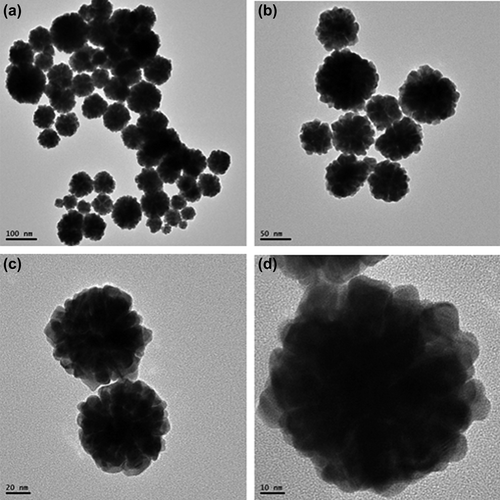 Figure 3. FE-TEM image of F-shaped gold nanoparticles at 100 nm (a), 50 nm (b), 20 nm (c) and 10 nm (c), respectively.