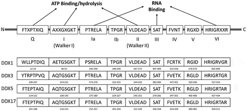 Figure 1. The common motifs defining the DEAD-box helicases.